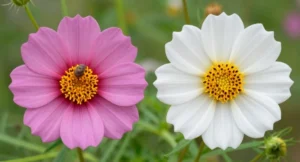 funny flower captions